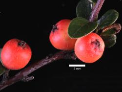 Cotoneaster sherriffii: Fruit.
 Image: D. Glenny © Landcare Research 2017 CC BY 3.0 NZ